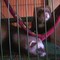 2-male-6month-old-ferrets-and-accessories