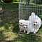 Pomeranian-puppies-for-adoption