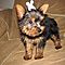 Adorable-yorkie-puppies-lisa-and-ramcy-for-adoption