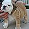 Male-and-female-akc-english-bulldog-puppies-for-rehoming