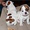 Adorable-english-bulldog-puppies-for-rehoming